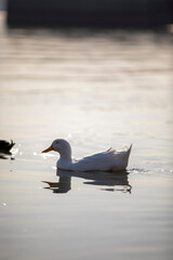 birds on small lake near my house