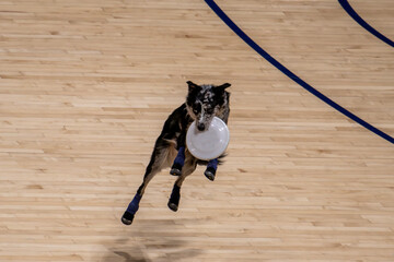 Dog playing jumping running and catching a frisbee