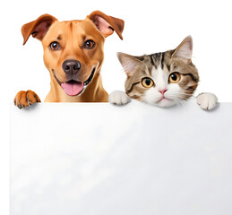 Dog and cat peeking over a blank white board