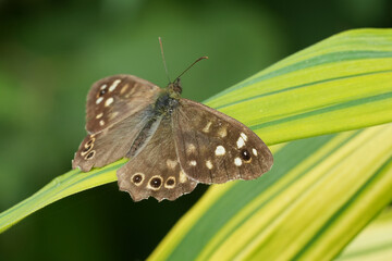 Closeup on a BRown speckled wood butterfly, Pararge aegeria with spread wings on a bamboo leaf in the garden