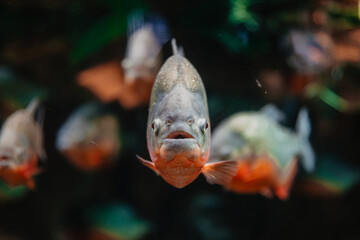 fish in aquarium