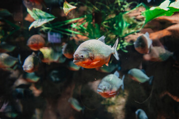 fish swimming in aquarium