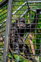 Chimpanzee Behind Cage Bars in a Zoo Enclosure With Lush Greenery in the Background