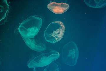 jelly fish in the aquarium