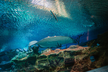 Obraz premium coral reef and fishes