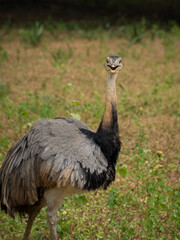 A picture of Emu a majestic flightless bird in its natural grassland habitat