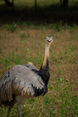A picture of Emu a majestic flightless bird in its natural grassland habitat