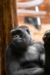 Close-Up of a Serene Gorilla Resting in a Natural Enclosure