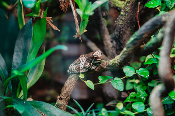 Obraz premium frog in the pond