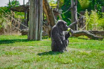 Obraz premium Gorilla Resting on Grass While Eating in Outdoor Habitat