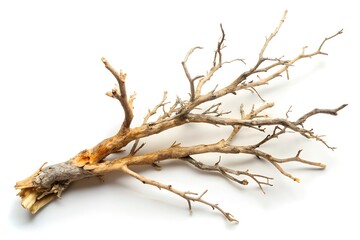 Fototapeta premium Dry branch of a tree isolated on white background