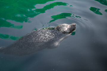 Naklejka premium Close-Up of a Spotted Seal Relaxing in Calm Ocean Waters