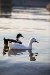 Fototapeta premium birds on small lake near my house