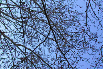 branches against sky