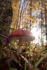 red mushroom in the forest