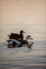 birds on small lake near my house