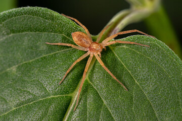 Running Crab spider on plant leaf. Spider and wildlife conservation, habitat preservation, and...
