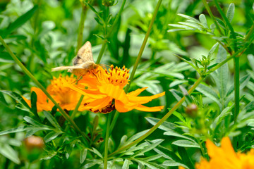 オレンジの花と昆虫の美しい瞬間