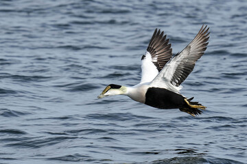 Fototapeta premium Common Eider Massachusetts