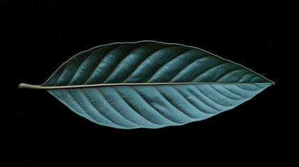 Dark Teal Leaf on Black Background 