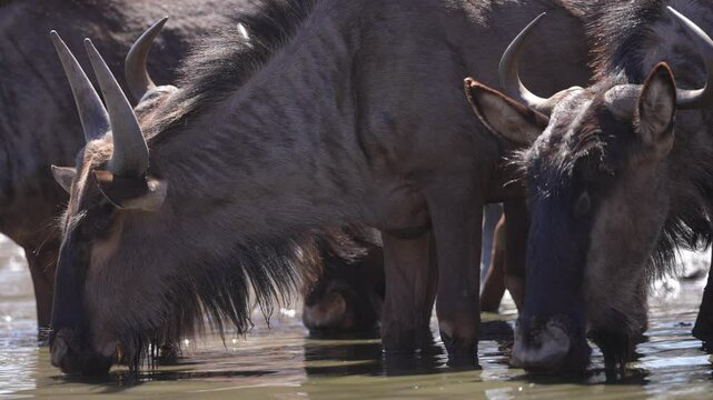 African Blue Wildebeest (Connochaetes taurinus) or Gnu, risking crocodile attack drinking water at a river crossing during migration. Slow motion, 25 percent natural speed.