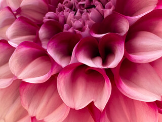 Obraz premium close up of pink hydrangea