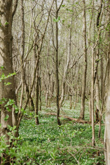 Fototapeta premium trees in the forest