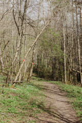 Fototapeta premium path in the woods