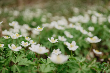 white flowers in the forest