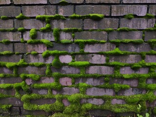 brick wall with moss