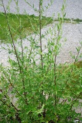 Beifuß (Artemisia vulgaris): dient traditionell als Gewürzkraut für fette Fleischgerichte, fördert durch die enthaltenen Bitterstoffe Magensaft und Galle und so die Verdauung.