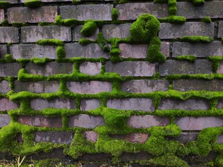 brick wall with moss