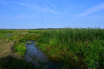 A view of a lush meadow, field, or pastureland full of reeds, shrubs, and grass located next to a small stream, pond, or lake with some wooden platforms and cows grazing and looking for food in Poland