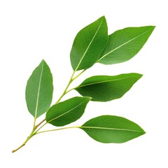 Fototapeta premium Green Leaves Branch, Isolated on White Background Cutout