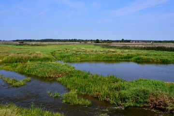 A view of a lush meadow, field, or pastureland full of reeds, shrubs, and grass located next to a small stream, pond, or lake with some wooden platforms and cows grazing and looking for food in Poland