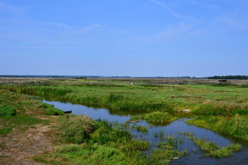 A view of a lush meadow, field, or pastureland full of reeds, shrubs, and grass located next to a small stream, pond, or lake with some wooden platforms and cows grazing and looking for food in Poland