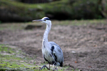Fototapeta premium Fischreiher, Grau, Tierpark