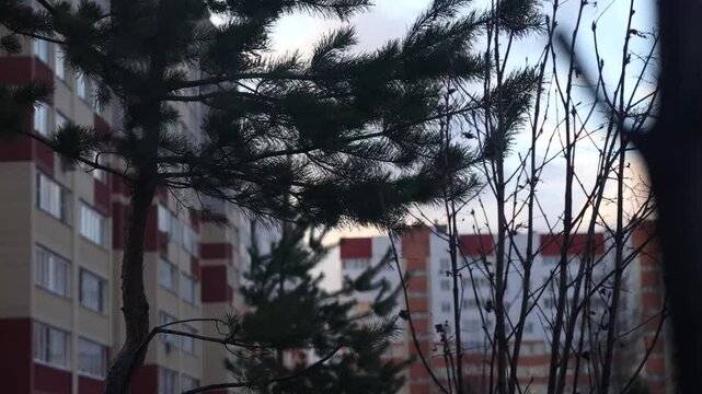 A powerful squally wind causes a pine tree to sway dramatically from side to side, set against a backdrop of impressive multi-storey buildings, showcasing the natural forces at play.
