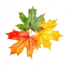 Obraz premium Vivid Autumn Maple Leaves in Shades of Yellow, Orange, and Red Floating on a Crisp White Background