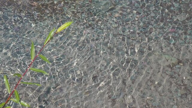Clean water. A willow branch sways in the wind against the background of flowing clear water in the shallow waters of a mountain river. Hand held. Siberia.