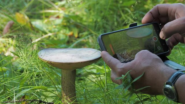 Seasons, summer. A man takes pictures on his phone of a large edible mushroom that grows in the forest among the grass in July. Hand held. Siberia.