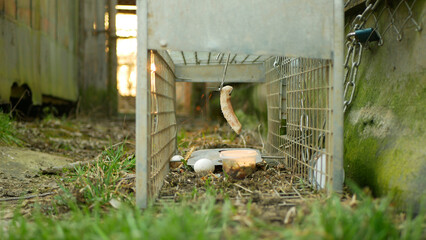 Trap cage on least weasel Mustela nivalis pest box bacon in bushes near barns, cowsheds, farm buildings. Illegal law hunting removal hunter. Camouflaged bushes shrubs, european pine marten Europe