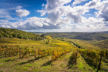 Naklejka premium Vineyards panoramic view and a tree in Castellina in Chianti, Tuscany, Italy