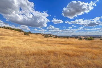 Fototapeta premium Scenic Dry Grassland Under Blue Sky with Fluffy Clouds and Warm Sunlight Embracing Nature's Beauty
