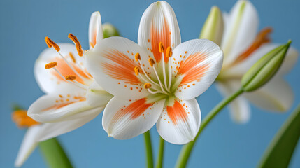 Obraz premium Elegant White Lilies with Orange Hues, A Close-Up Floral Image