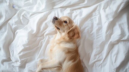Obraz premium Playful golden retriever dog relaxing on soft white bedding indoor home environment close-up perspective for pet lovers