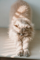 Yellow British long-haired cat sleeping on a table enjoying the sunshine