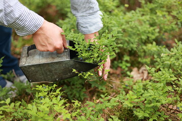 Blueberry harvest. Process of collects and picks wild seasonal berries in forest. Women hands pick...