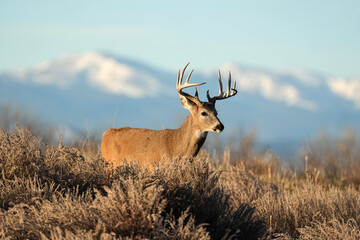 Obraz premium White-tailed Buck Colorado