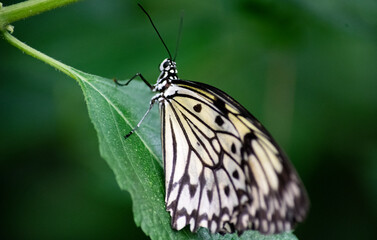 Fototapeta premium Idea leuconoe, also known as the Paper Kite Butterfly, Rice Paper butterfly, and Large Tree Nymph.
